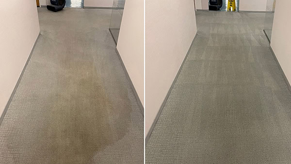 before and after of carpet cleaning with a heavy water stain which was removed