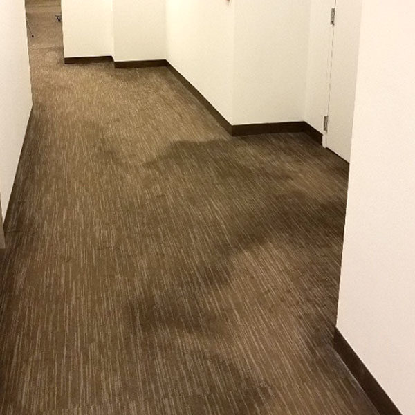 carpet restoration and stain removal in office building